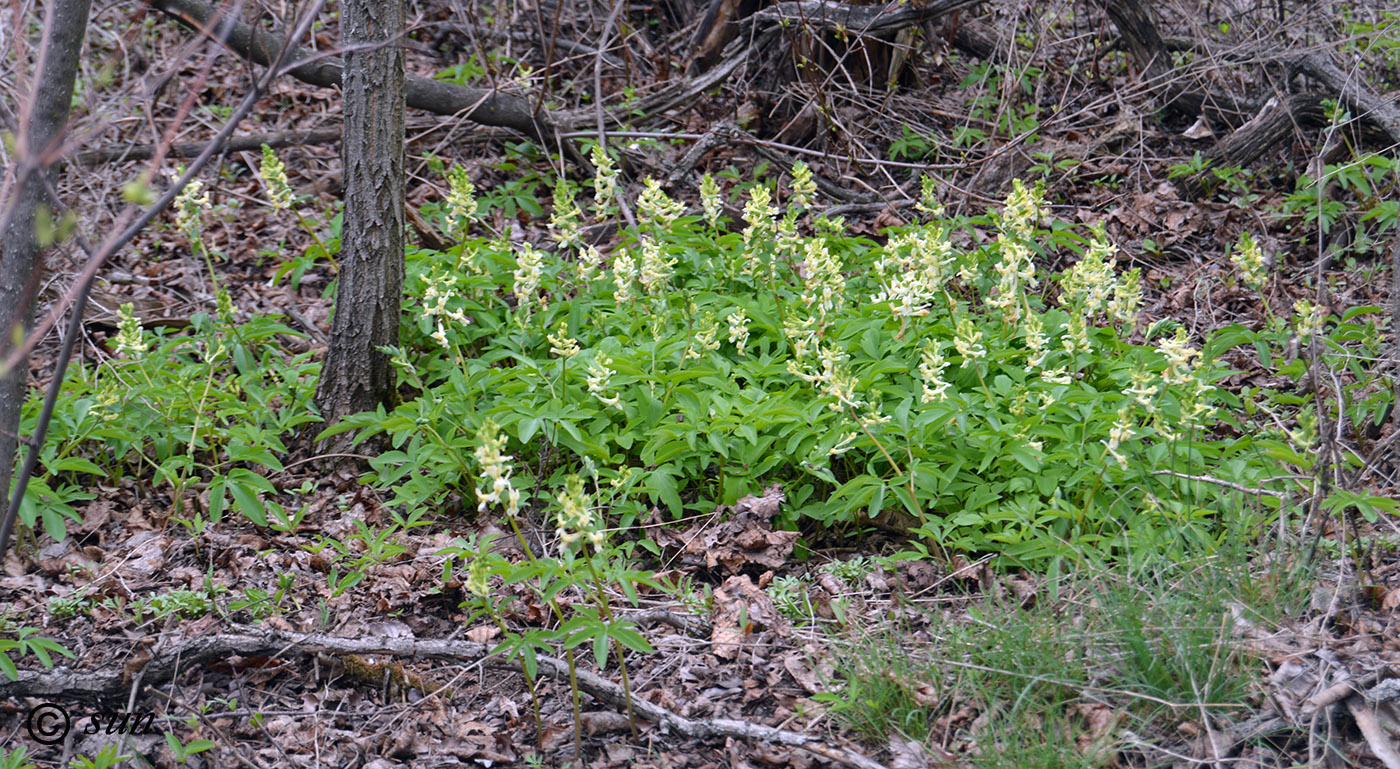 Изображение особи Corydalis marschalliana.