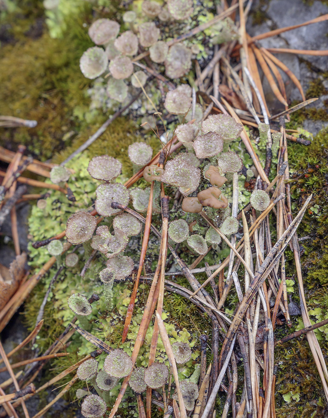 Изображение особи род Cladonia.