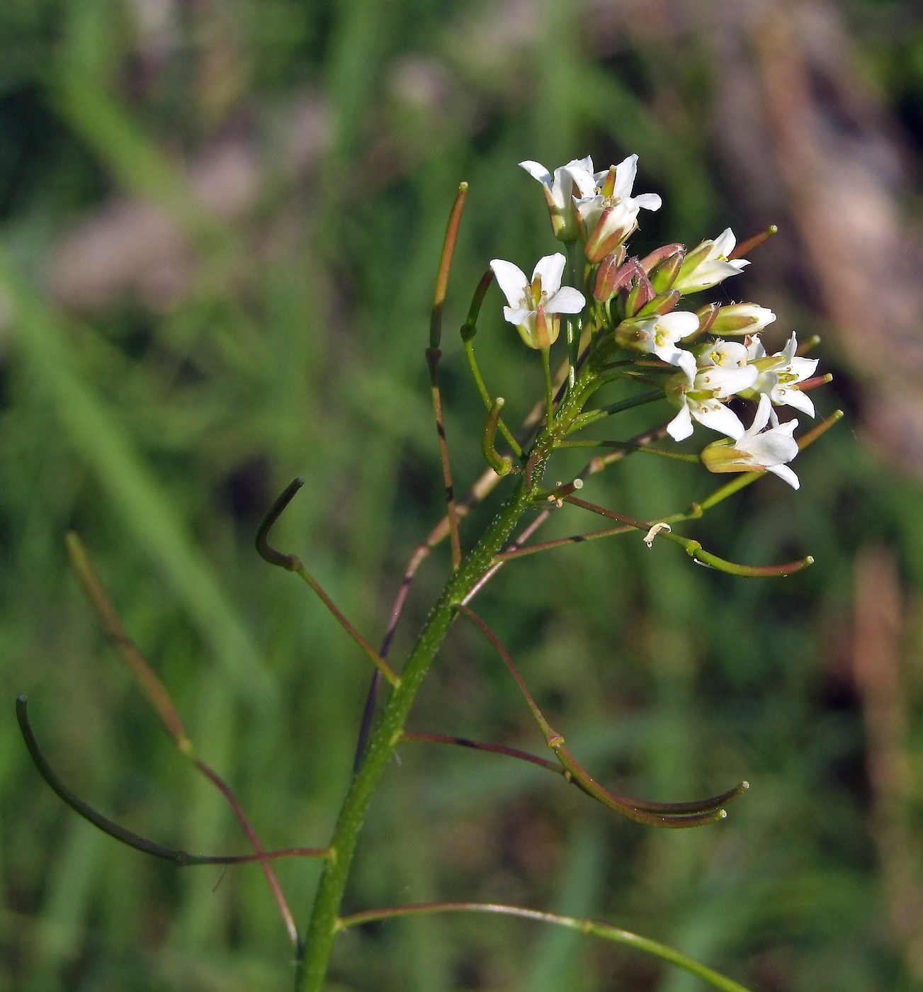 Изображение особи Arabis pendula.