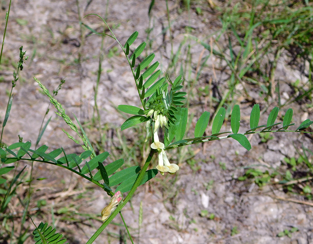 Image of Vicia ciliatula specimen.