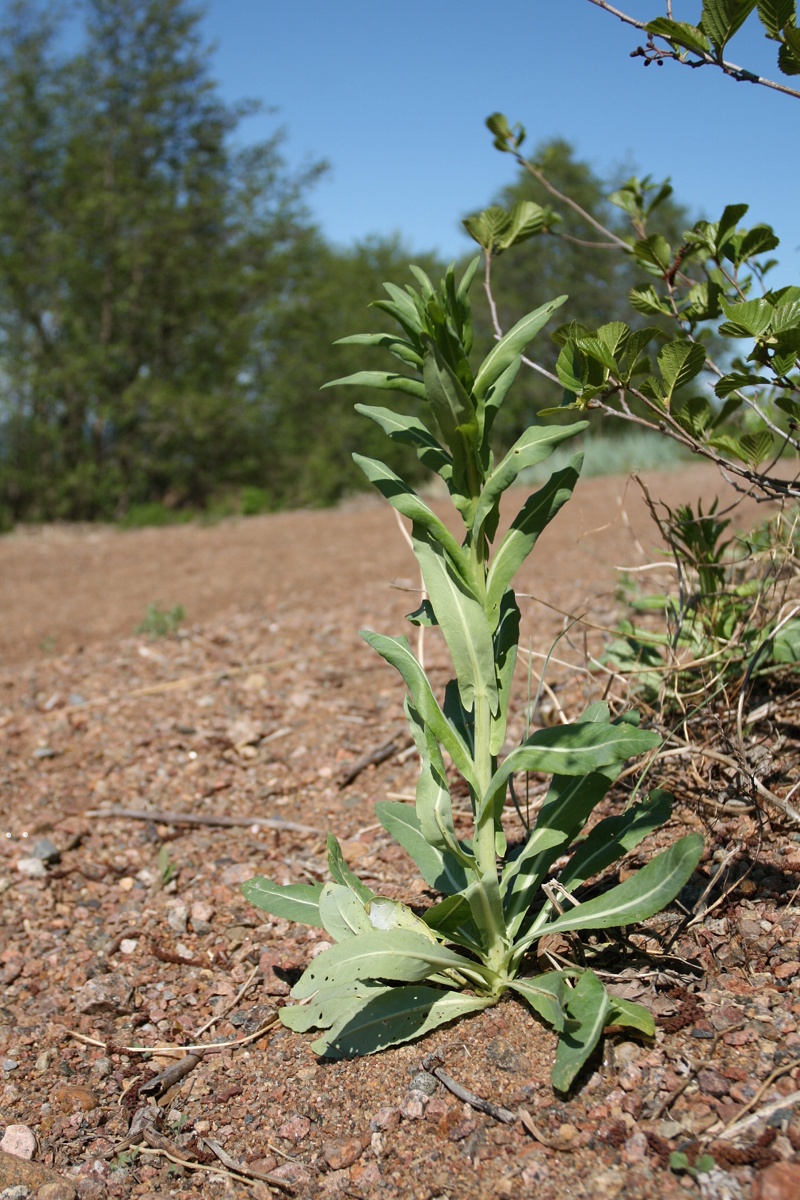 Изображение особи Isatis tinctoria.