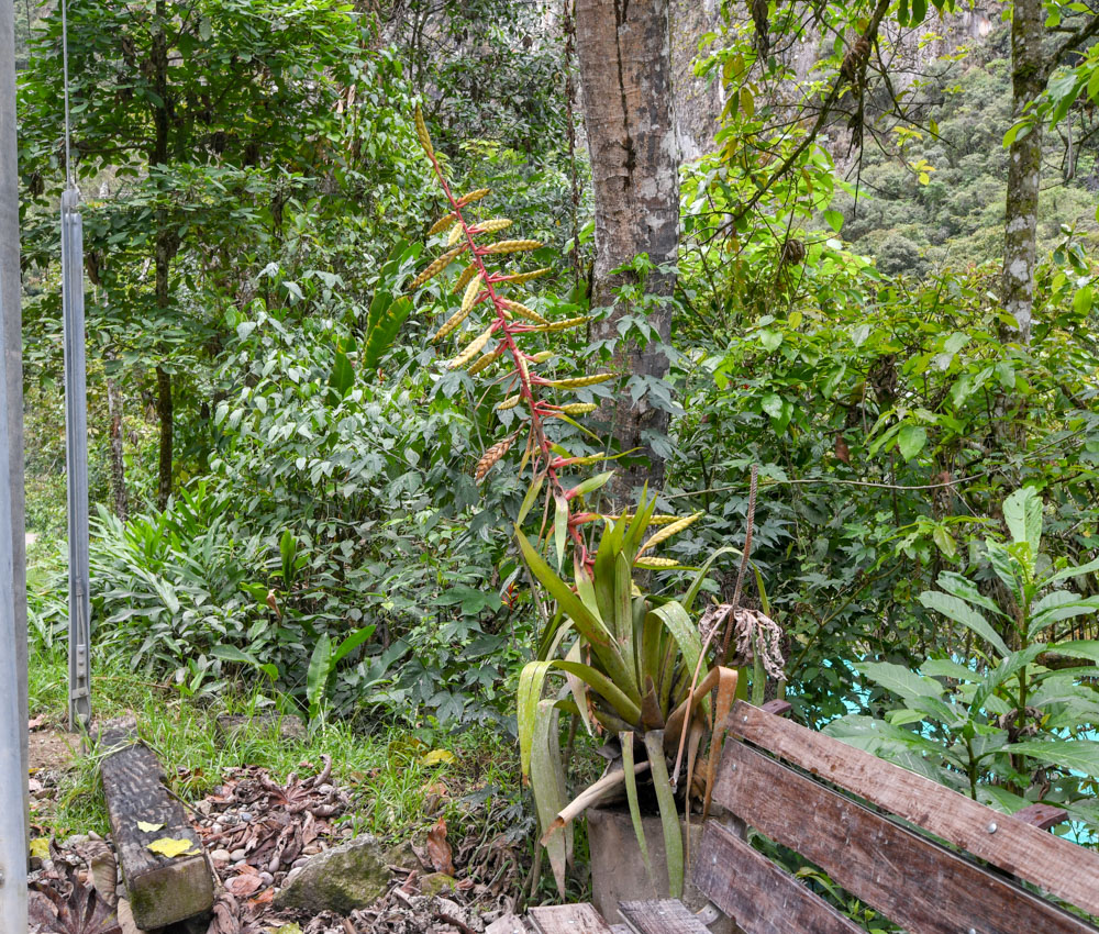 Image of Tillandsia fendleri specimen.