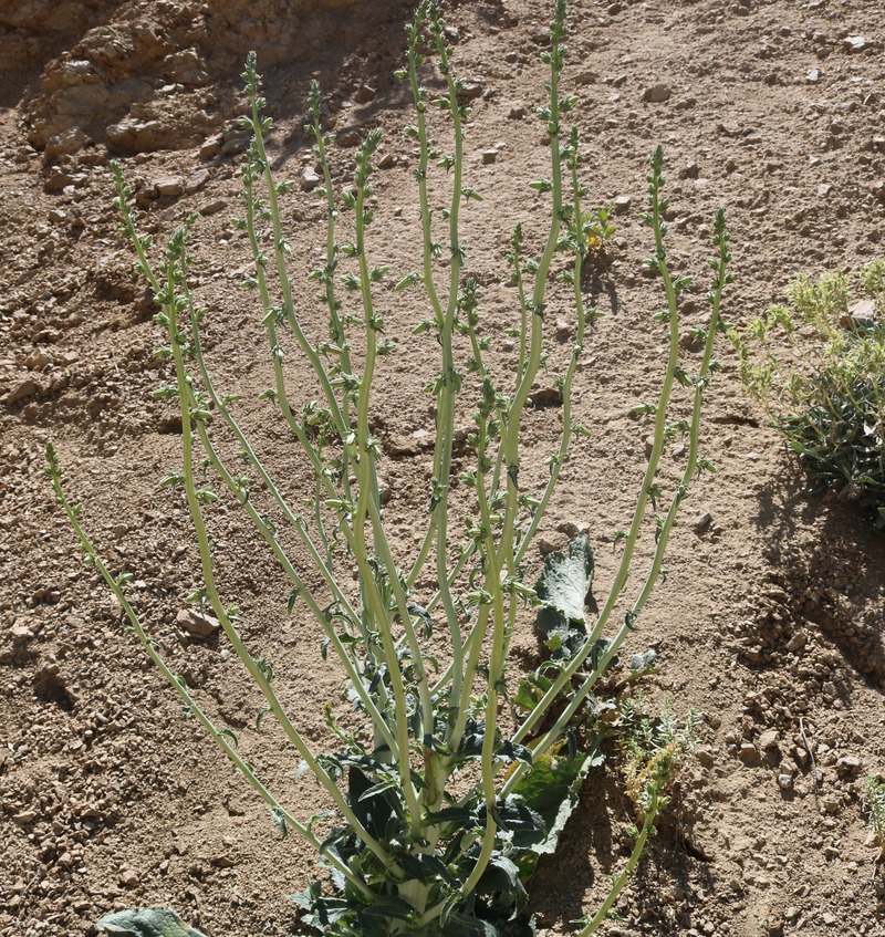 Image of Michauxia laevigata specimen.