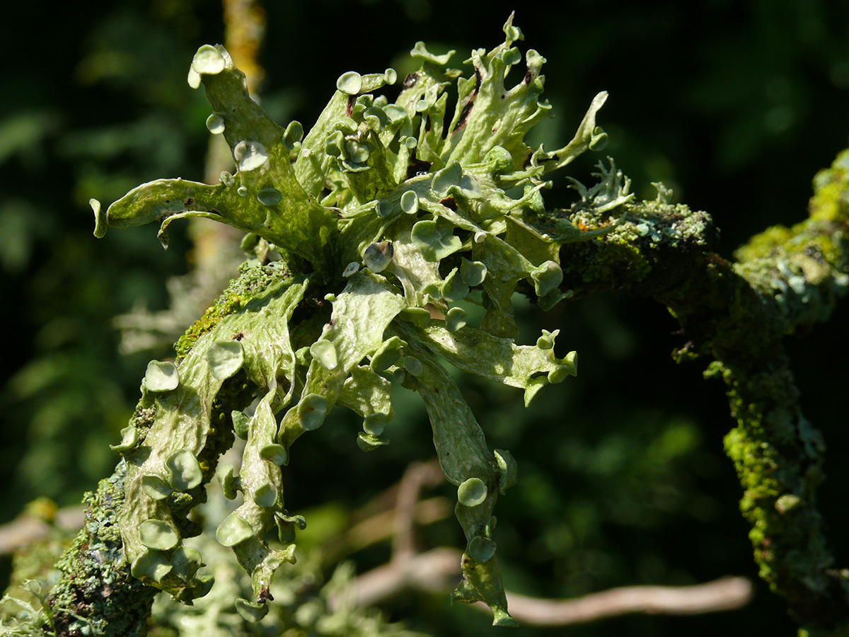 Изображение особи Ramalina fraxinea.