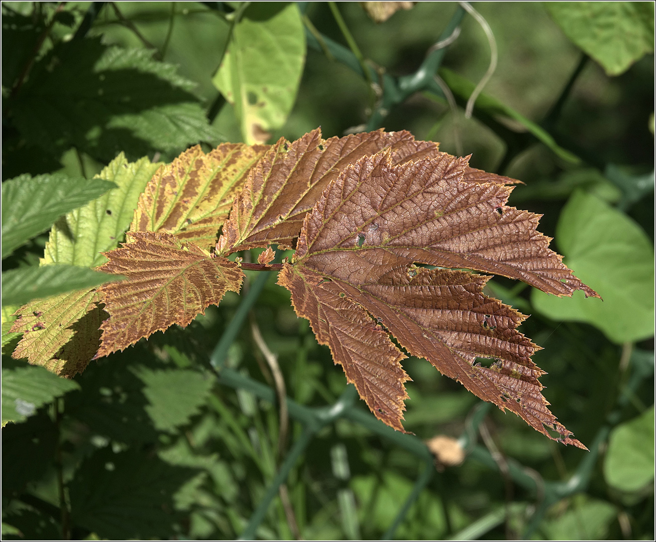 Image of Filipendula ulmaria specimen.