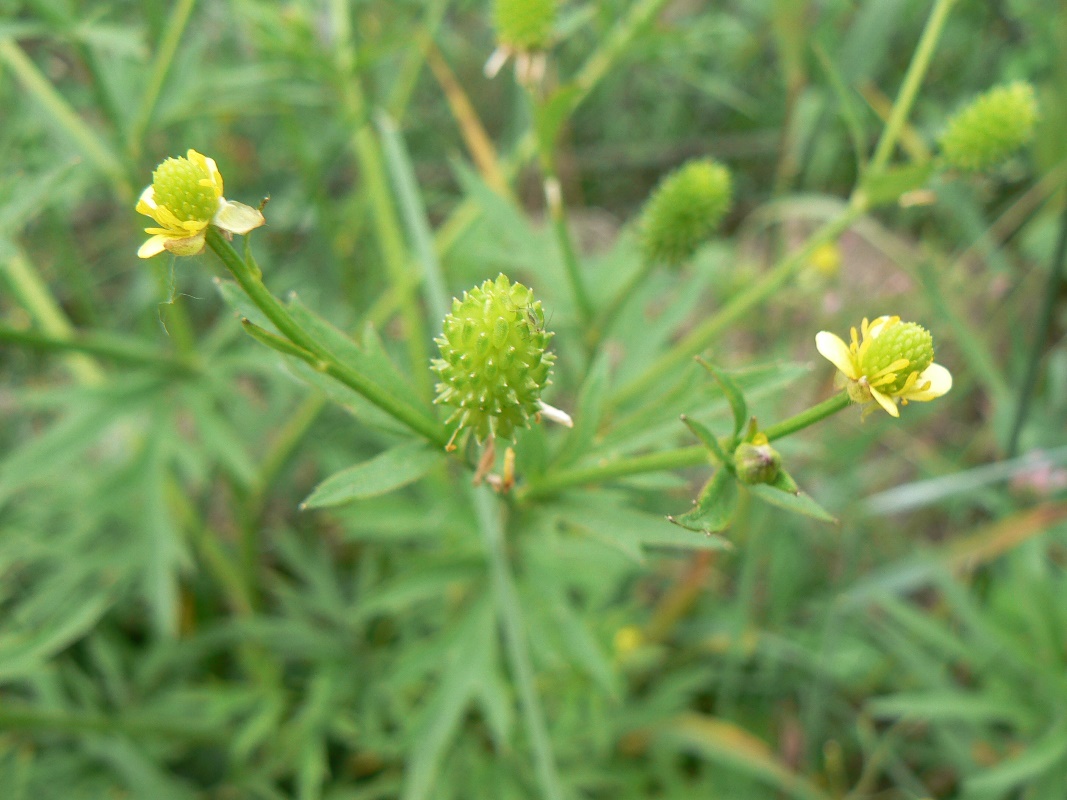 Изображение особи Ranunculus acris.