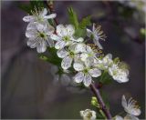 Prunus spinosa