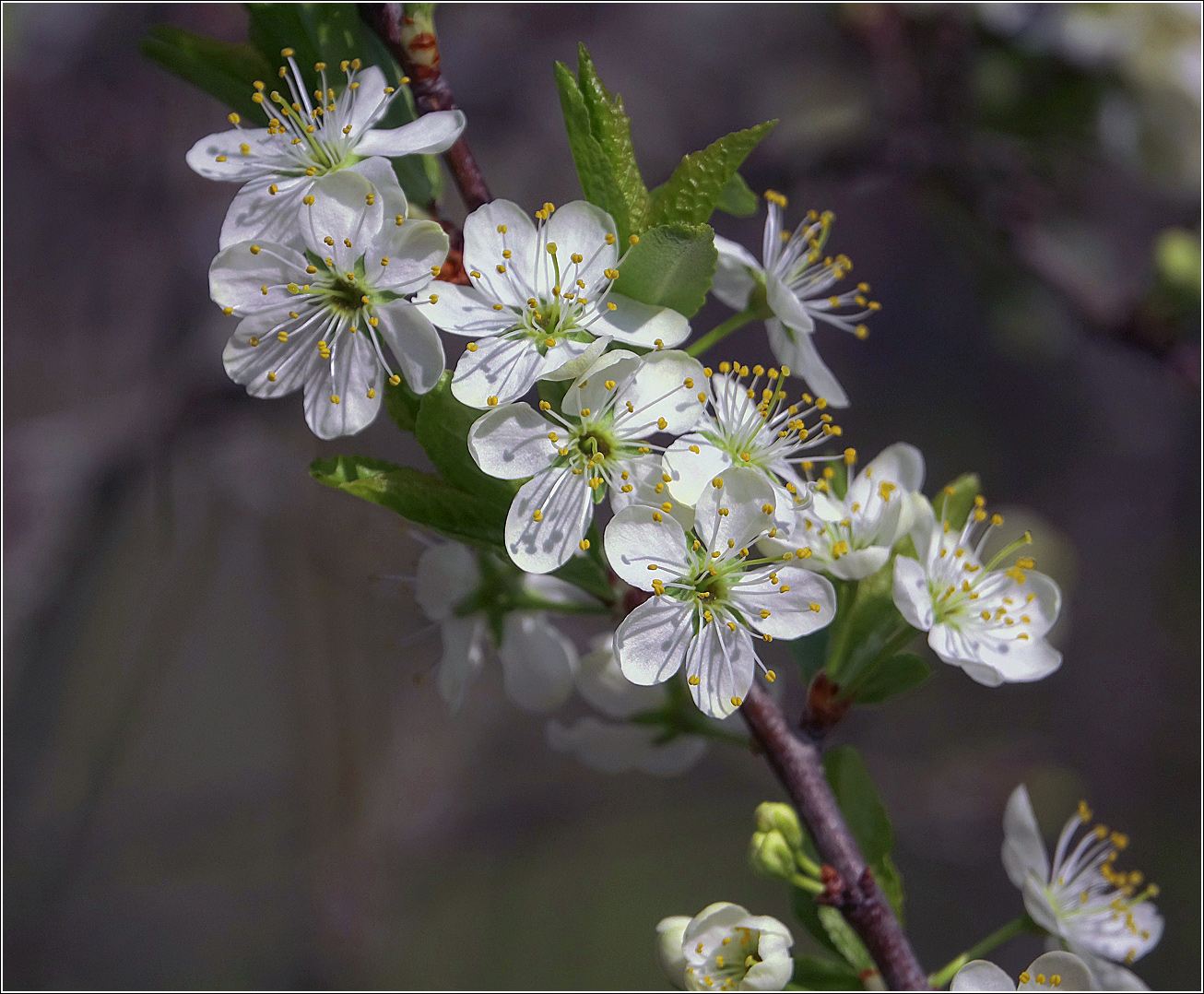 Image of Prunus spinosa specimen.