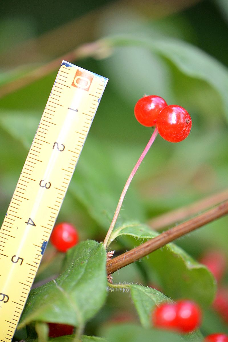 Image of Lonicera chrysantha specimen.