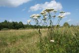 Achillea millefolium. Верхушки цветущих растений. Псковская обл., Псковский р-н, окр. дер. Филатова Гора; дол. р. Великая, высокий пойменный разнотравно-злаковый луг. 29.07.2021.