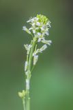 Image of taxon representative. Author is Илья Михеев