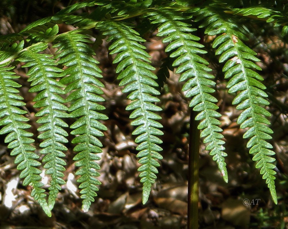 Изображение особи Pteridium aquilinum.