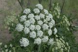Heracleum dissectum