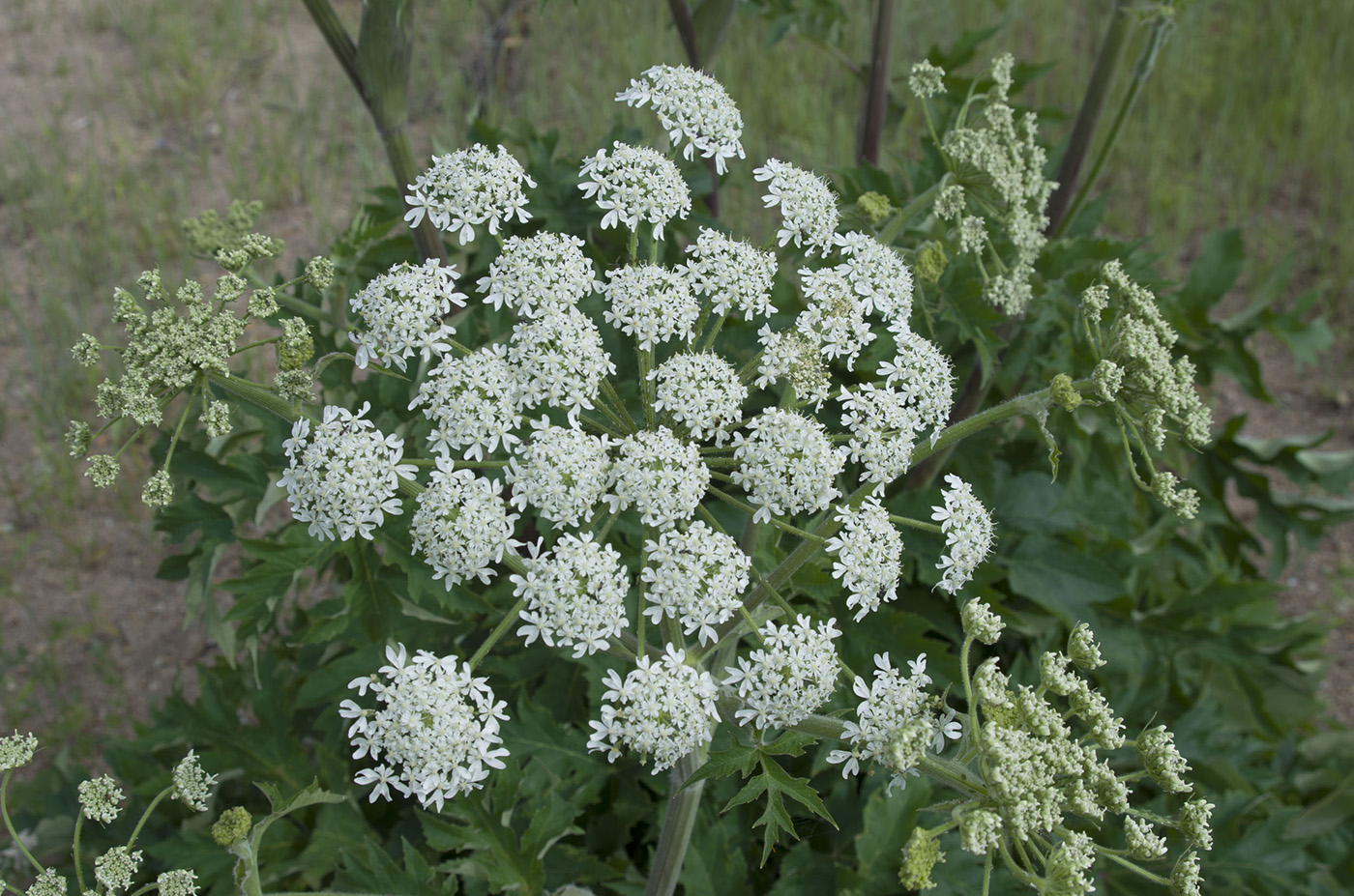 Изображение особи Heracleum dissectum.