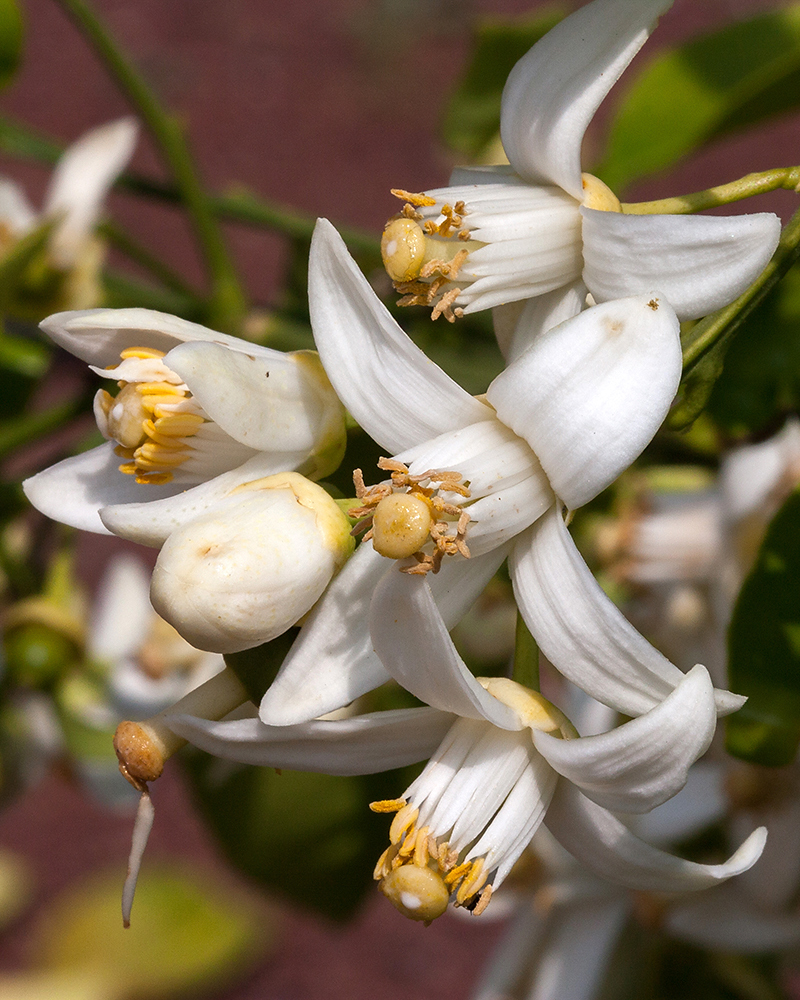 Изображение особи Citrus &times; paradisi.