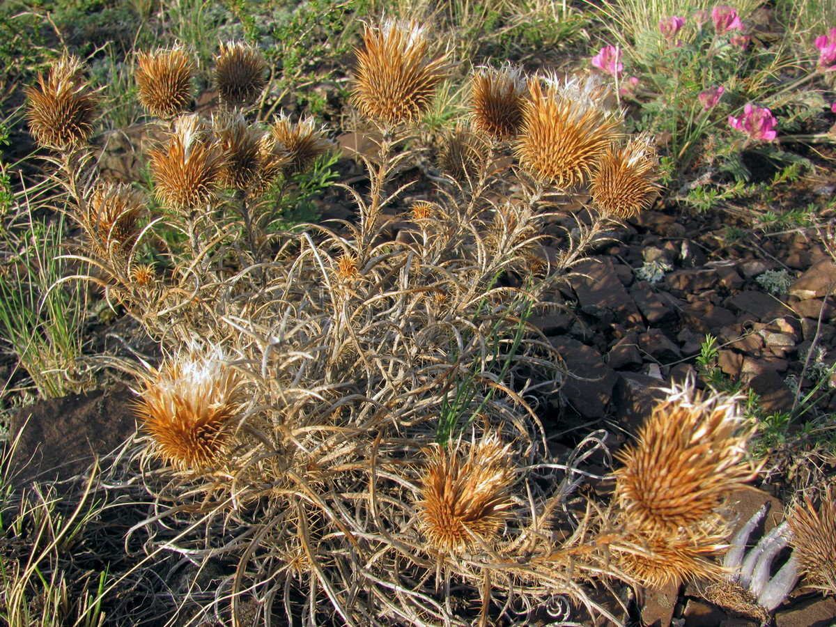 Изображение особи Ancathia igniaria.