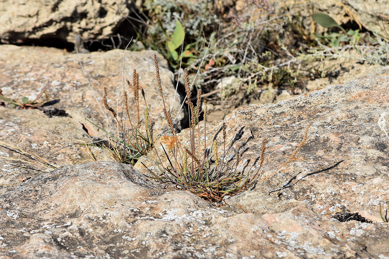 Image of Plantago salsa specimen.