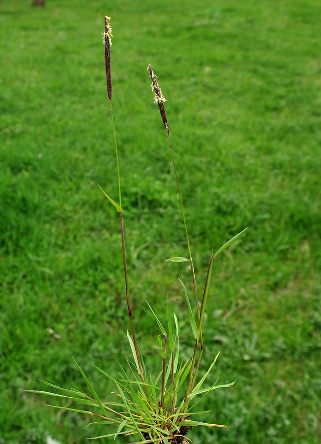 Image of Alopecurus myosuroides specimen.