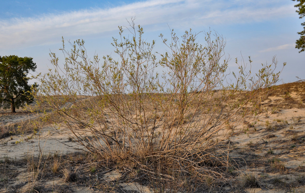 Image of genus Salix specimen.