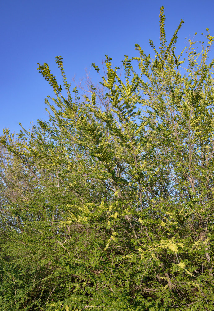 Image of Ulmus pumila specimen.