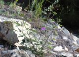 Psoralea подвид pontica