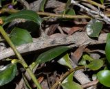 genus Myoporum