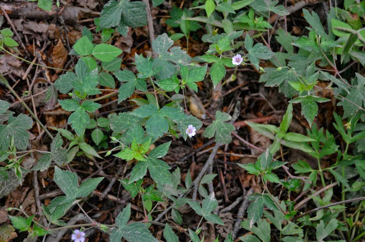 Изображение особи Geranium wilfordii.