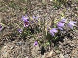 Pulsatilla dahurica