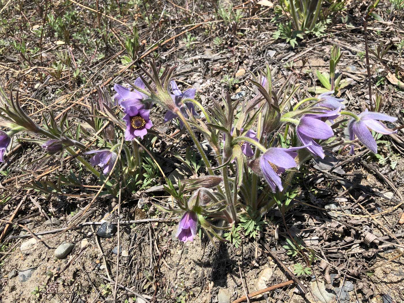 Изображение особи Pulsatilla dahurica.