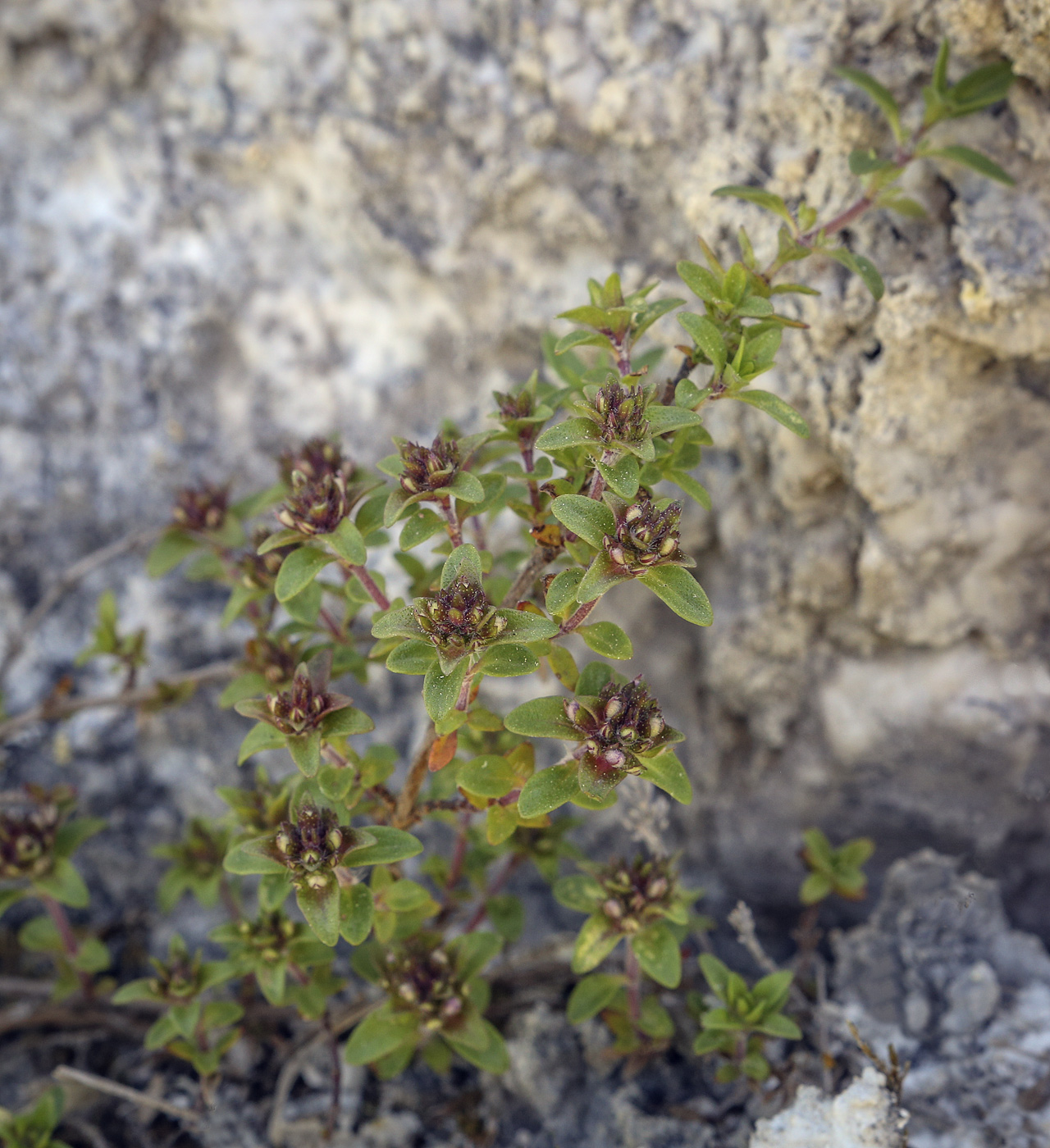 Изображение особи Thymus bashkiriensis.