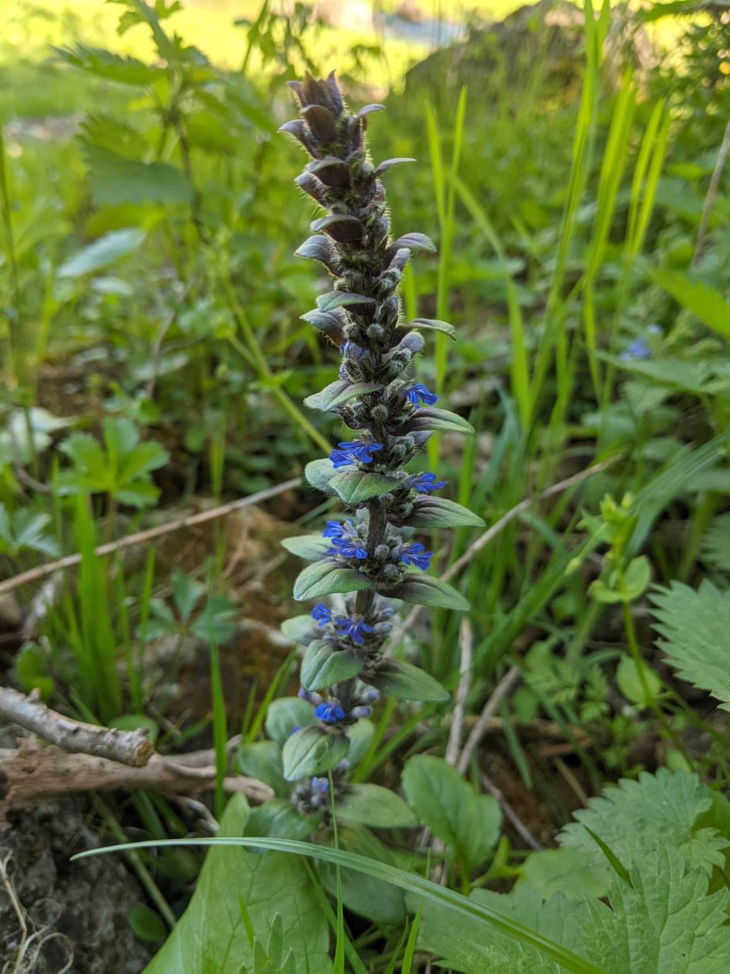 Image of Ajuga reptans specimen.