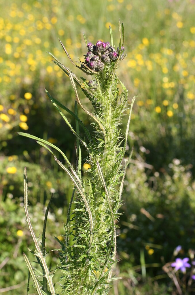 Изображение особи Cirsium palustre.