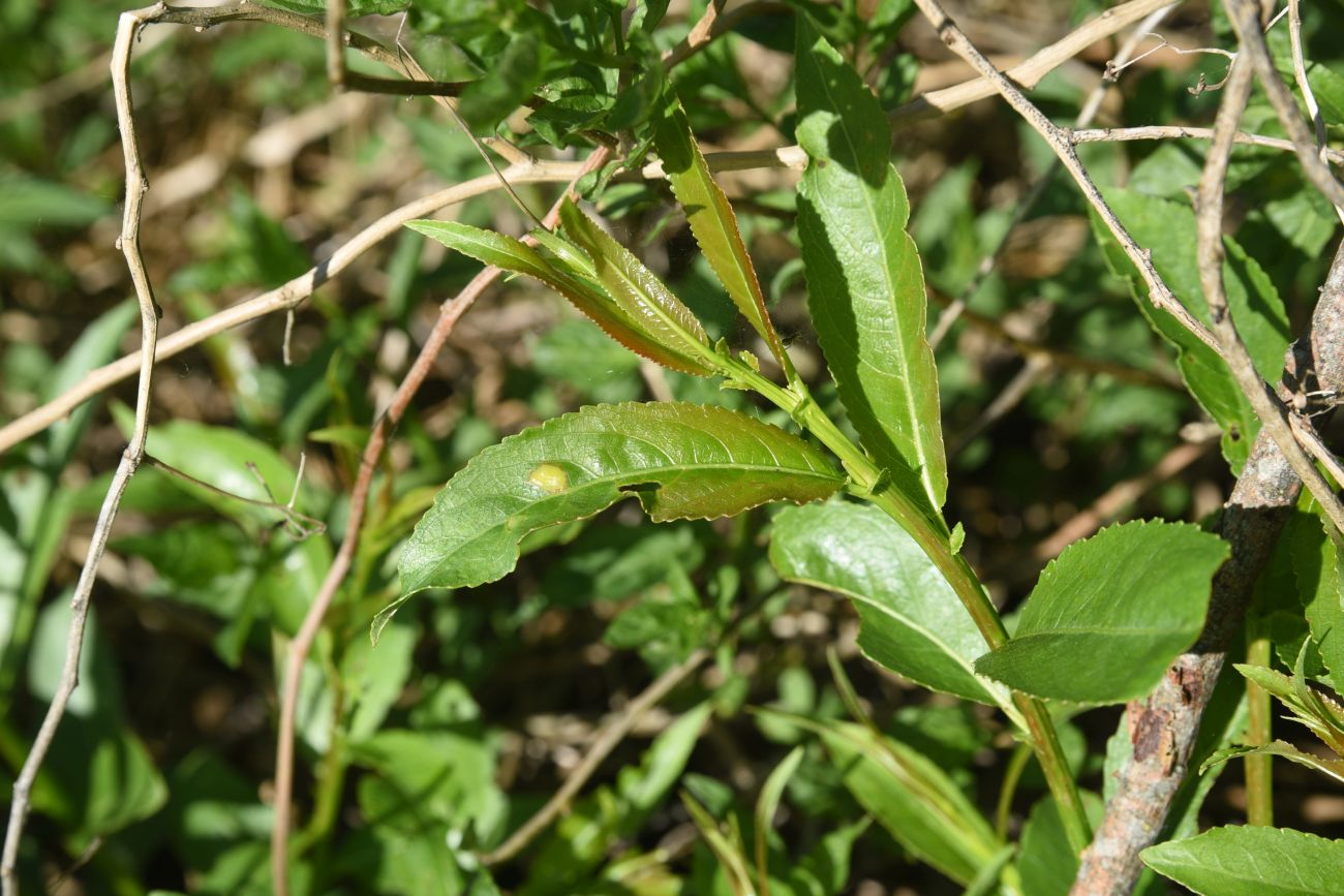 Image of Salix triandra specimen.