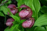 Cypripedium × ventricosum. Цветки и листья. Красноярский край, Берёзовский р-н, долина р. Мана, сосново-берёзовый лес. 06.06.2022.