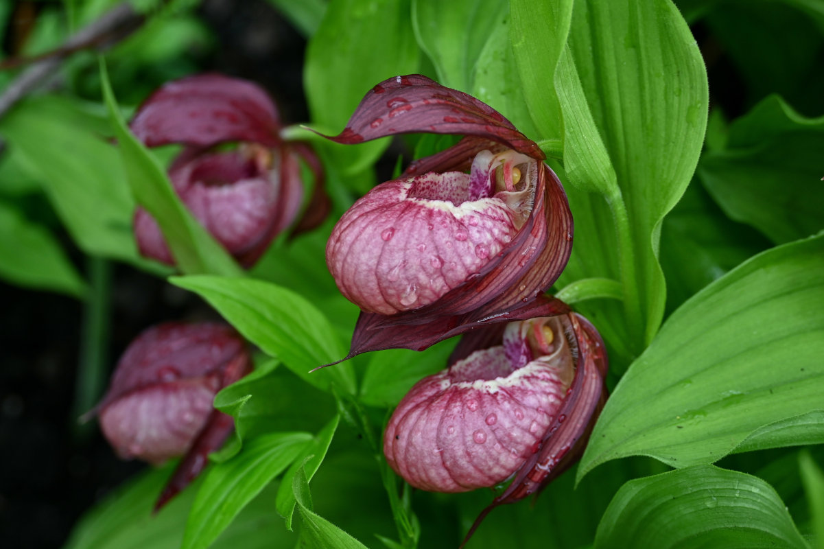 Image of Cypripedium &times; ventricosum specimen.