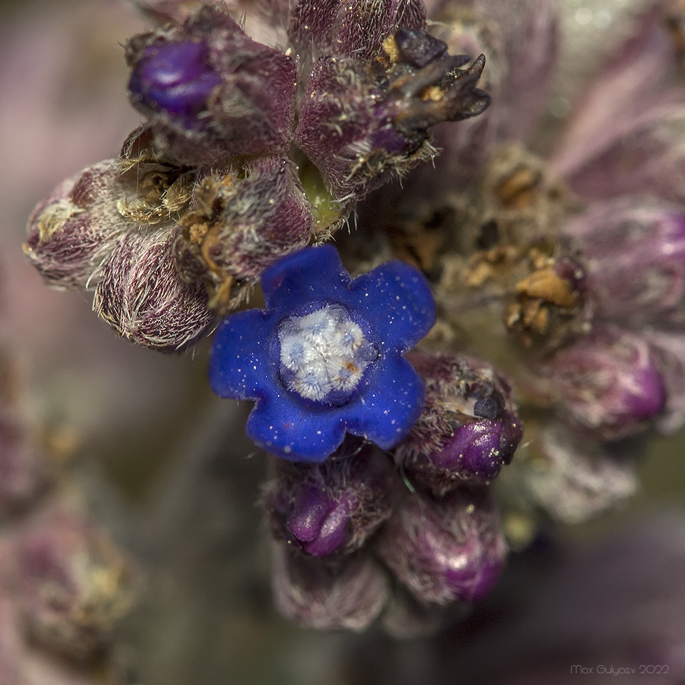 Image of Anchusa leptophylla specimen.