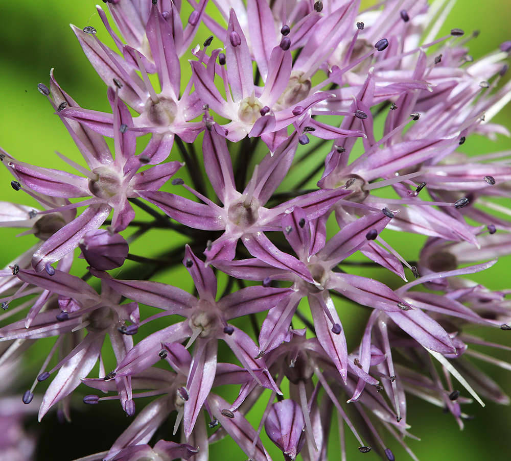 Image of Allium maximowiczii specimen.