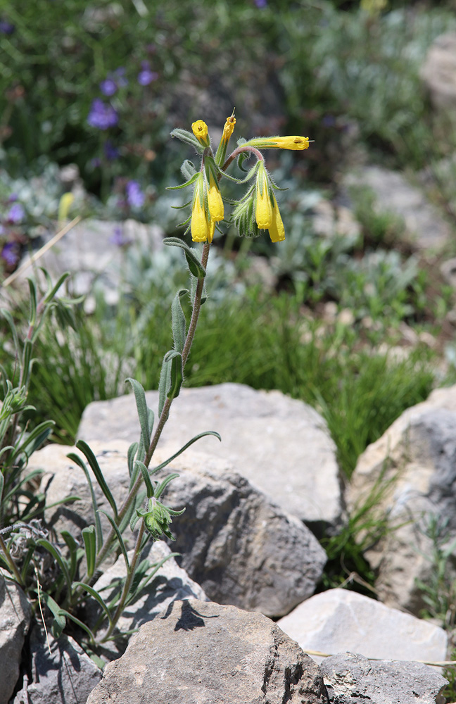 Изображение особи Onosma caucasica.