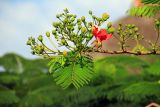 Delonix regia. Верхушка ветви с соцветиями с цветком и бутонами. Эфиопия, провинция национальностей и народов Юга, аураджа Северное Омо, национальный парк \"Mago\". 31.12.2014.