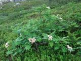 Sorbus aucuparia ssp. glabrata