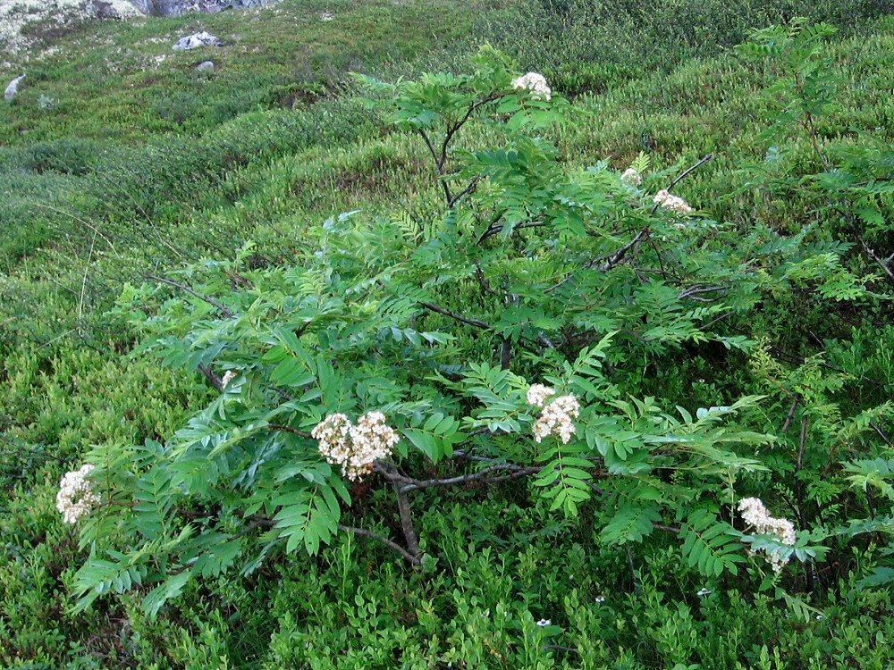 Image of Sorbus aucuparia ssp. glabrata specimen.