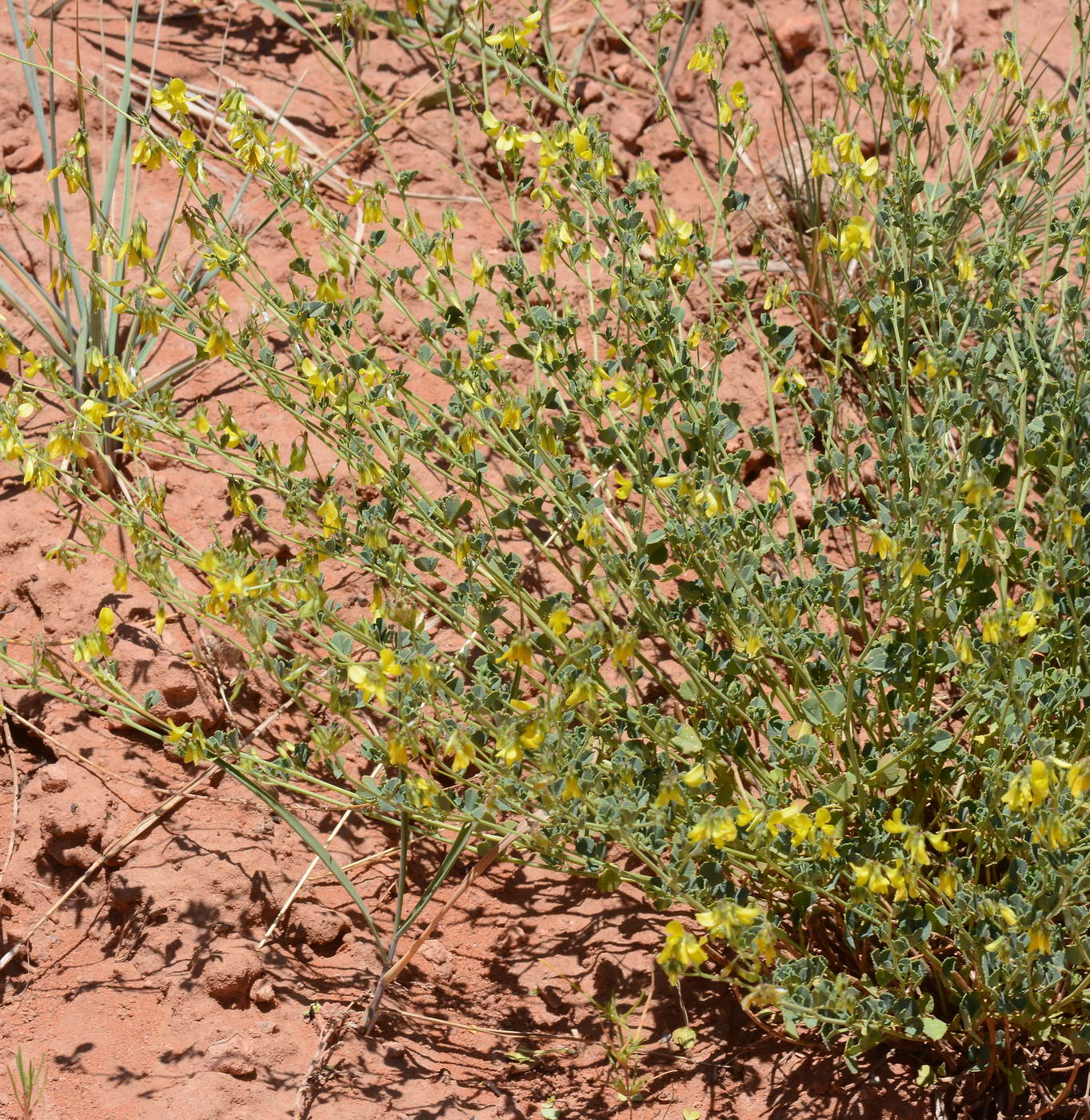 Image of Melilotoides aristata specimen.