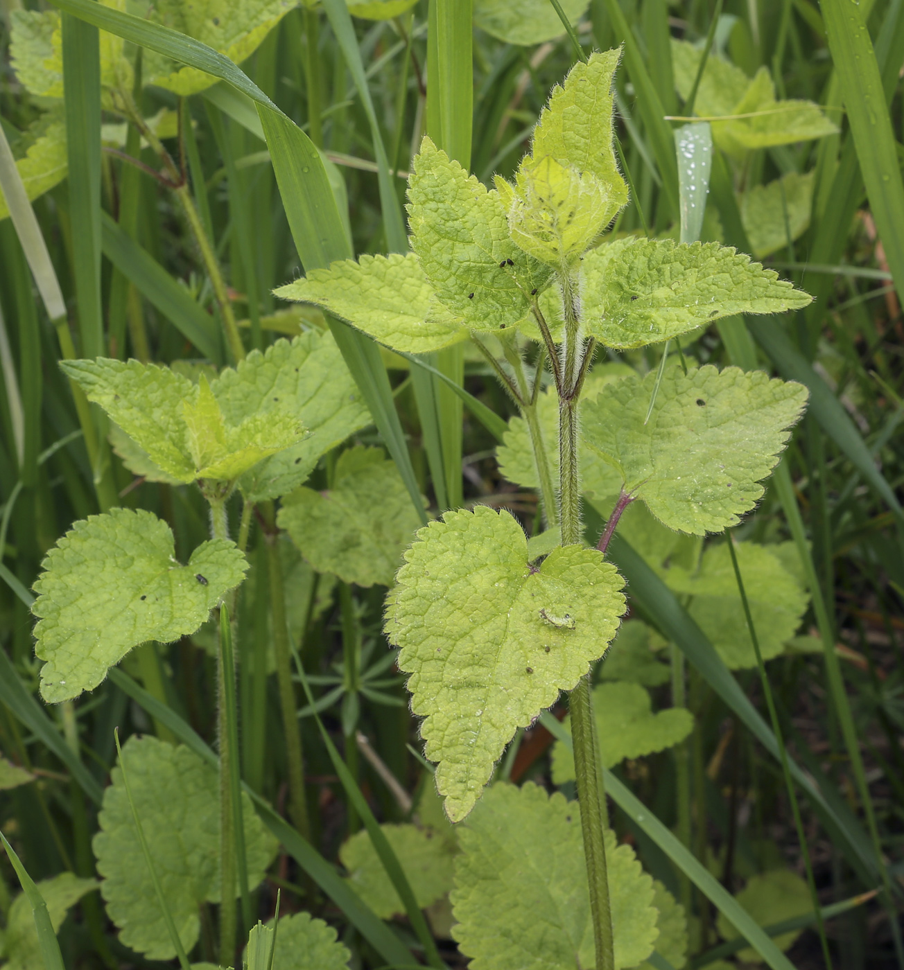 Image of Lamium maculatum specimen.