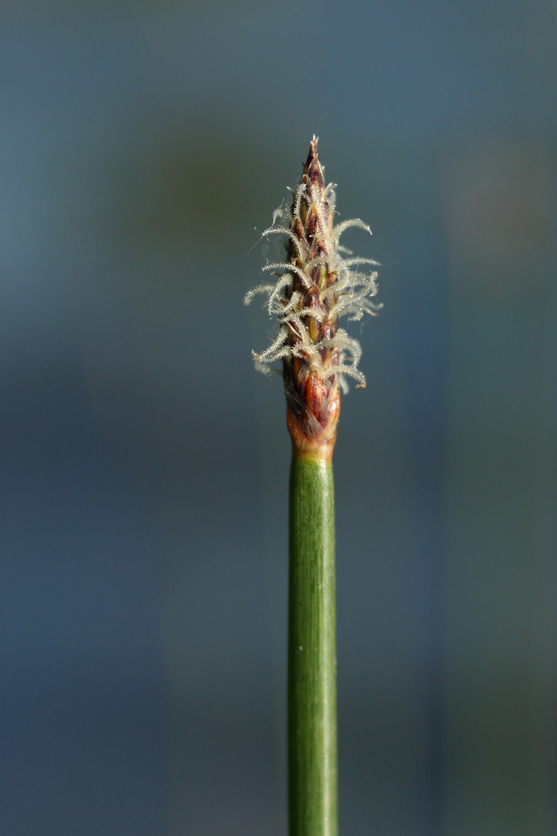 Image of genus Eleocharis specimen.