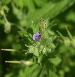 Geranium pusillum. Цветок и бутоны. Республика Ингушетия, Джейрахский р-н, заброшенное селение Эгикхал, луг рядом с башнями. 22 июня 2022 г.