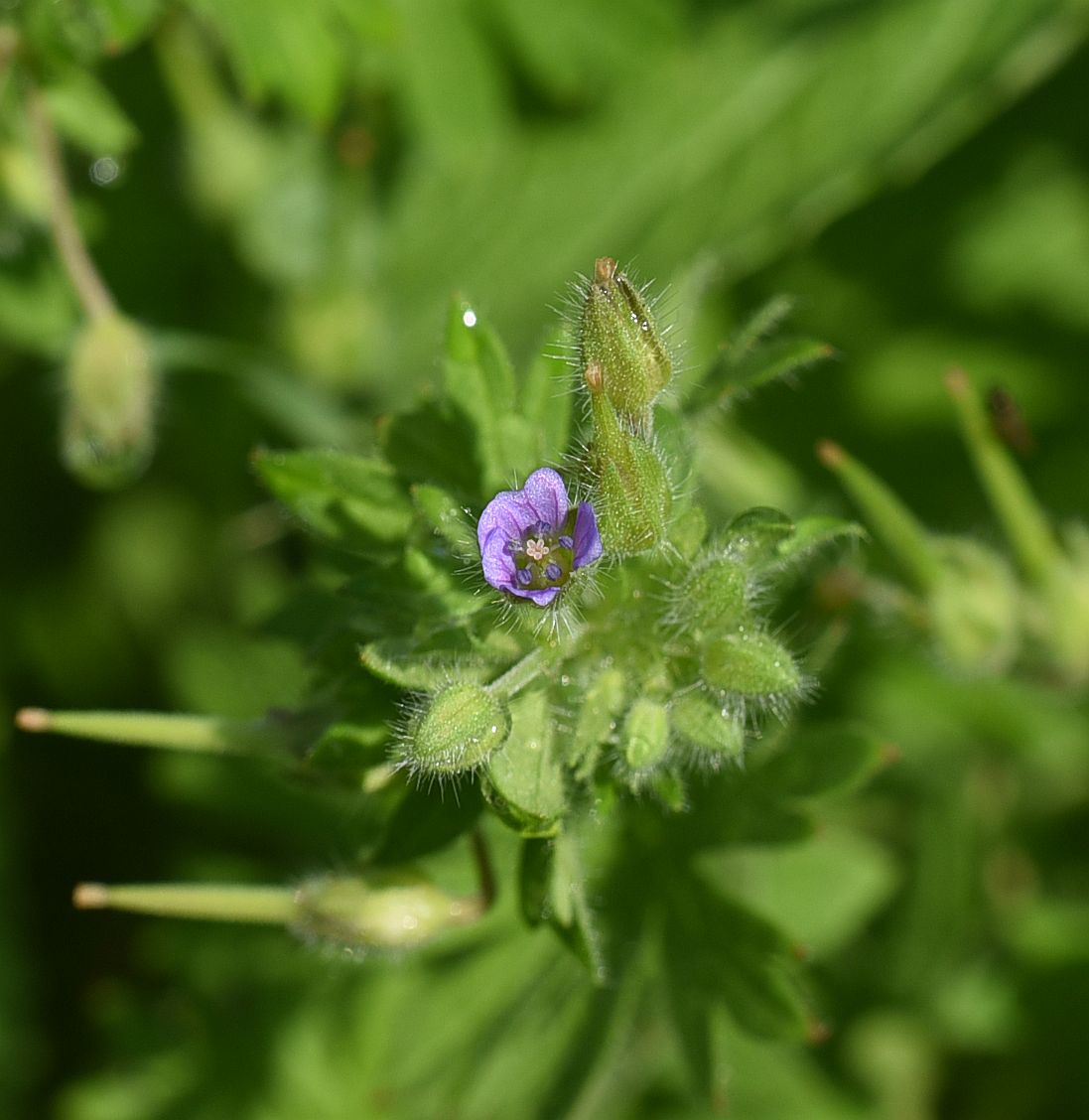 Изображение особи Geranium pusillum.