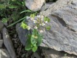 Microthlaspi perfoliatum