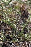Vicia tetrasperma