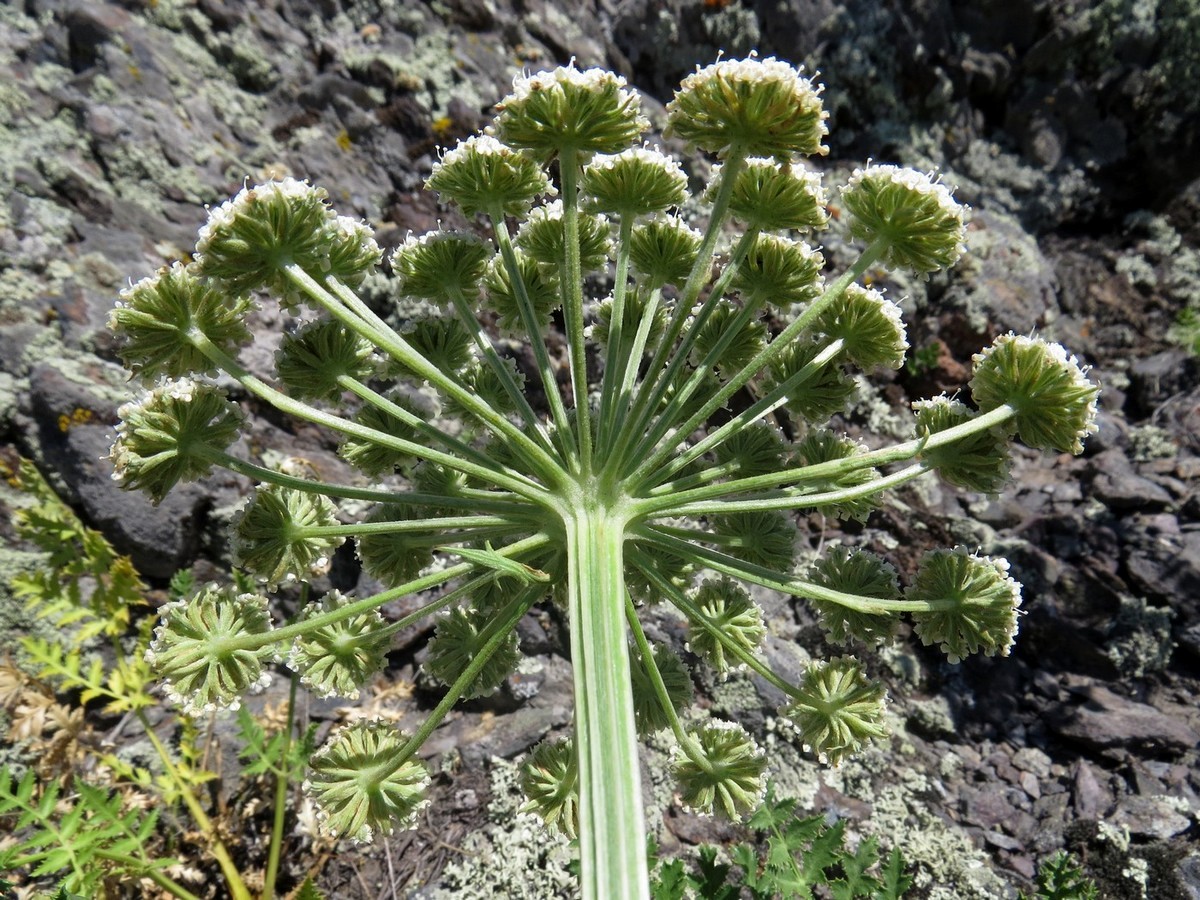 Image of Seseli buchtormense specimen.