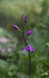 Cephalanthera rubra